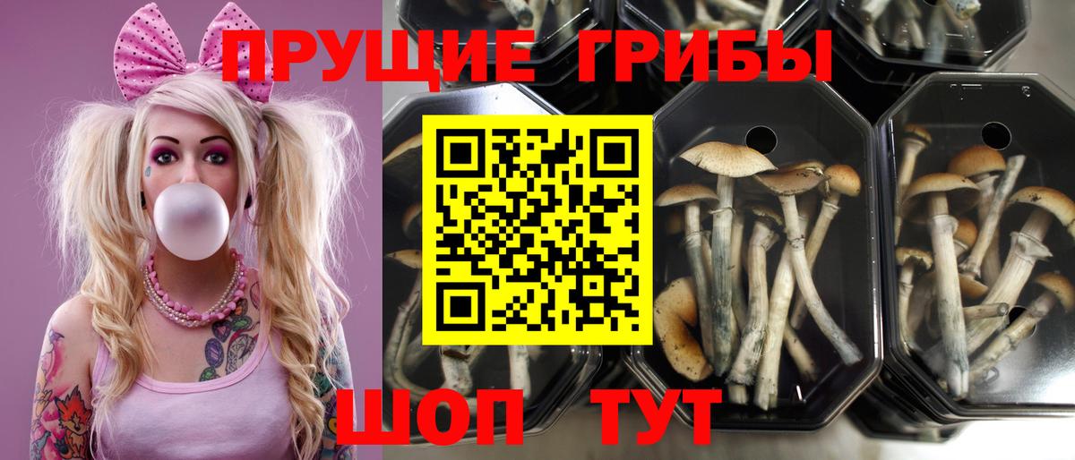 Галлюциногенные грибы мицелий  Псилоцибиновые грибы Psilocybine cubensis  Вход с VPN  Сарапул 